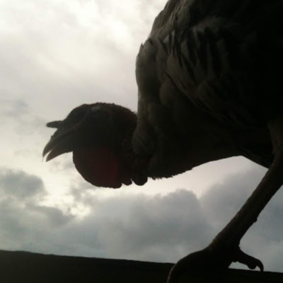 Meet your Posher, Christina - Picture 1 of 1